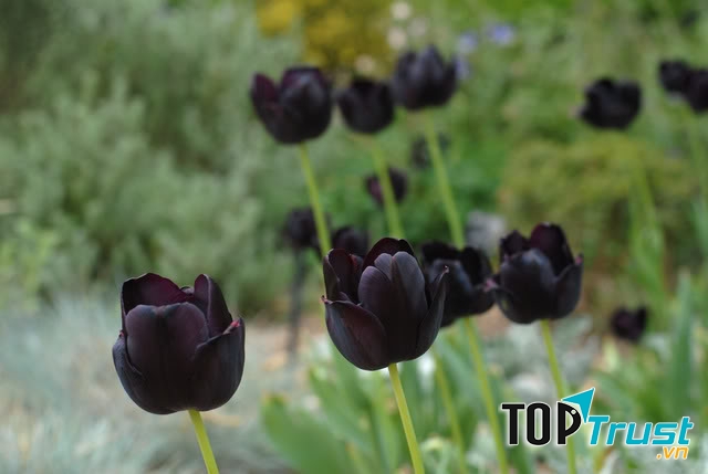 Tulip đen