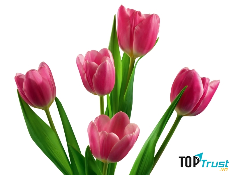 Hoa Tulip