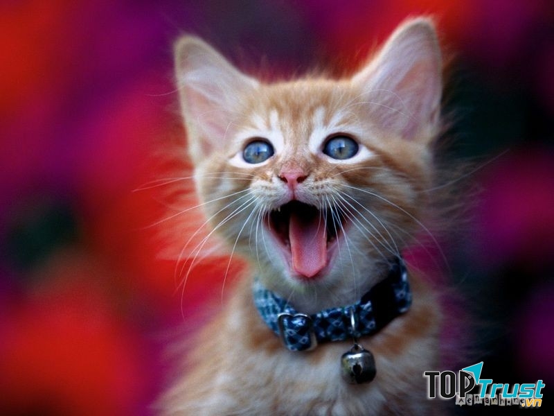 J & Pet Shop Hà Nội