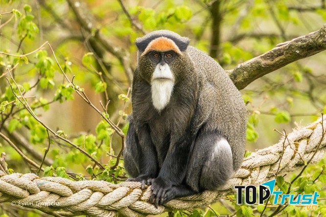 Khỉ đầm lầy De Brazza