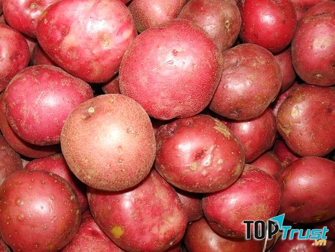Khoai tây màu đỏ còn mang đến cho bạn làn da hồng hào vì nó chứa nhiều dưỡng chất nguồn gốc thực vật