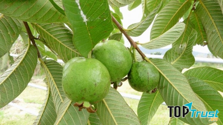 Lá ổi chữa rụng tóc