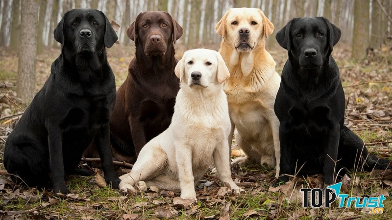 Labrador Retriever là người bạn rất đỗi nhẫn nại và dịu dàng