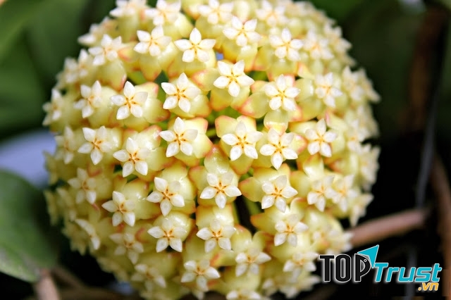 Cận cảnh một chùm Lan Cẩm Cù tuyệt đẹp