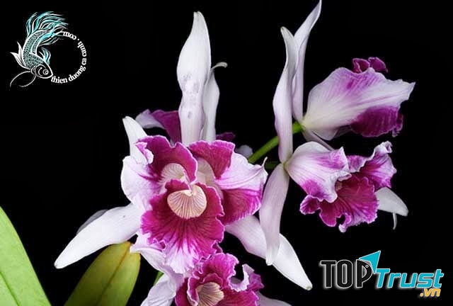 Vẻ đẹp kiêu sa của Lan Cattleya