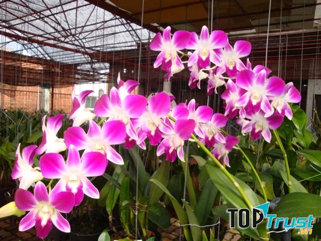 Lan Dendro dễ chăm sóc hơn các loài hoa khác