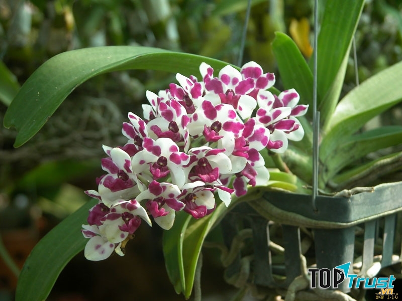 Lan Ngọc Điểm không khó trồng nếu có khí hậu thuận lợi