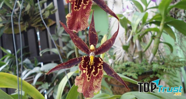 Lan Nhện (Ophrys sphegodes)