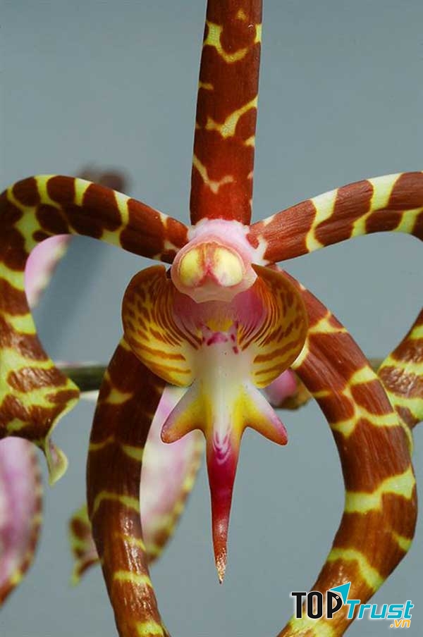 Lan Nhện (Ophrys sphegodes)