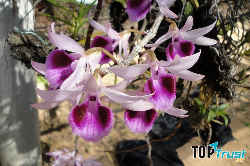 Cận cảnh vẻ đẹp đóa Lan Phi Diệp Tím