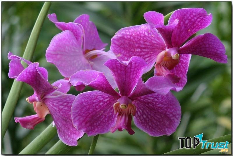 Lan Vanda là giống lan dễ chăm sóc nếu nắm được kỹ thuật