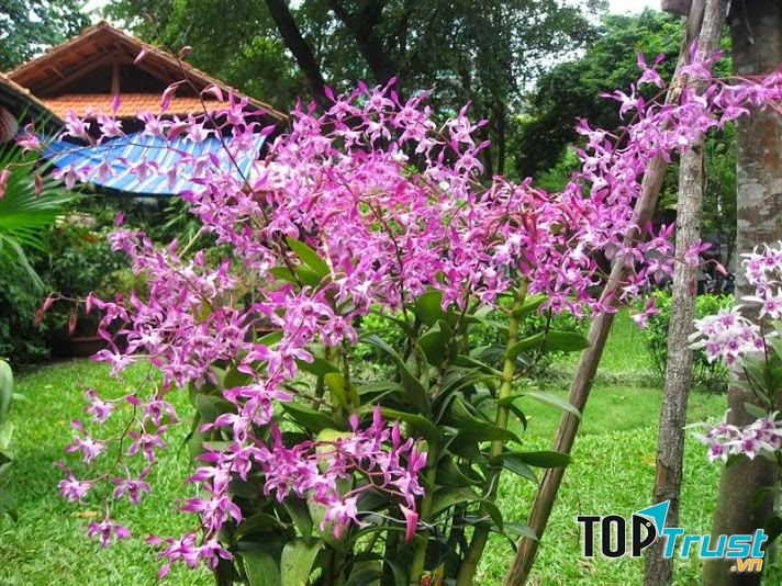 Giống Lan Dendro nắng