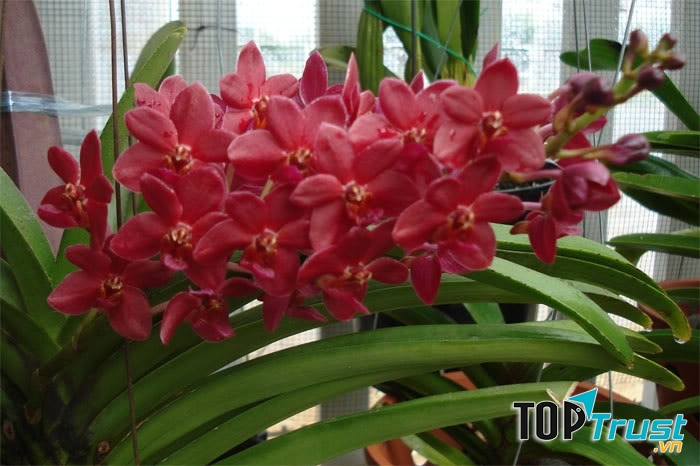Lan Vanda màu đỏ rất đẹp