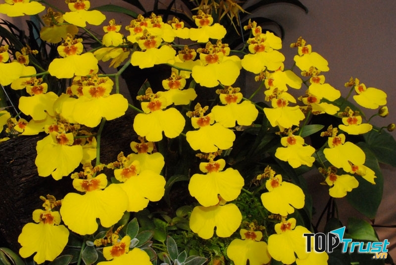 Lan Vũ Nữ là giống lan rất dễ trồng