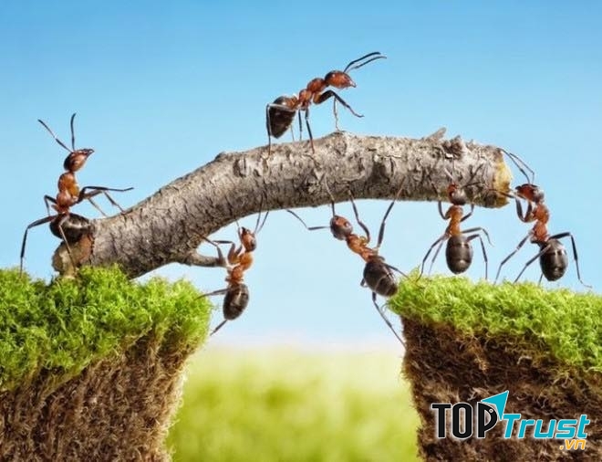 Lo trước chắc ăn