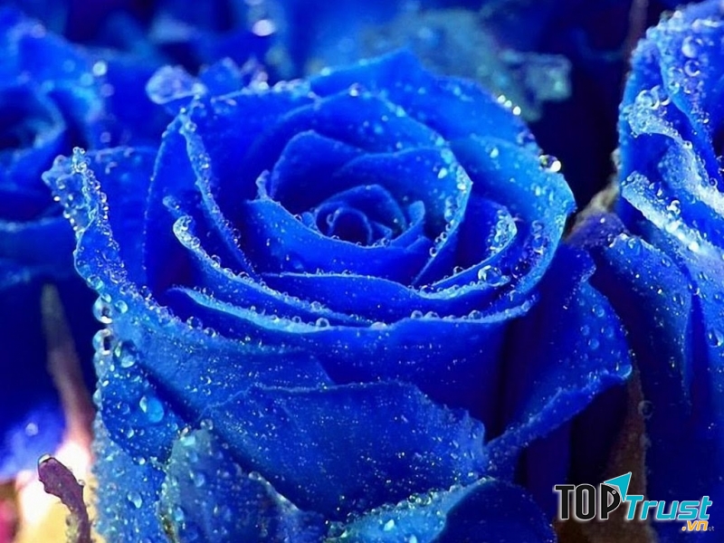 Màu xanh là màu của hy vọng nhưng cũng là màu của buồn thương