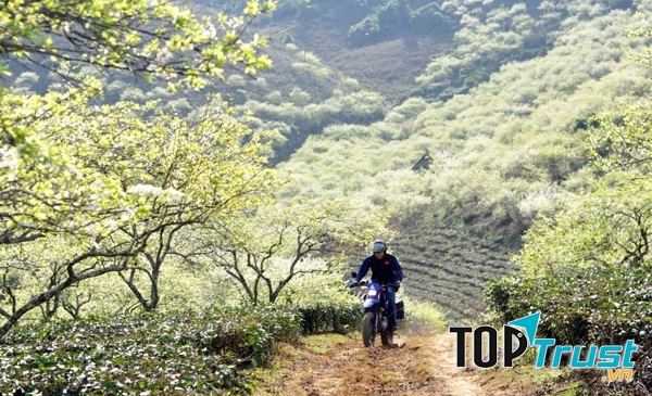 Hoa mơ, hoa mận nở trắng trời Mai Châu