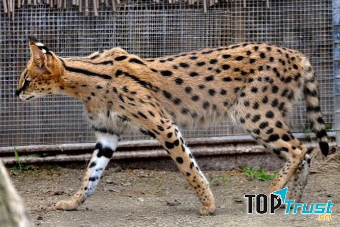 Mèo Savannah với thân hình độc đáo