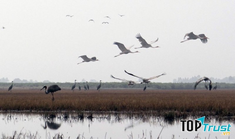 Qua rồi mùa ân ái đàn sếu đã sang sông