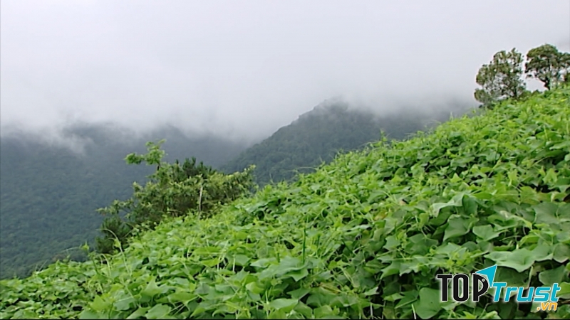 Su su - đặc sản nổi tiếng ở Tam Đảo