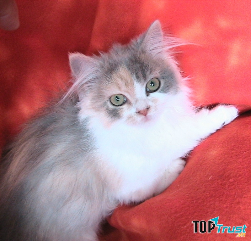 Napoleon có ngoại hình kết hợp giữa sự đáng yêu của Munchkin và vẻ đẹp của Persian