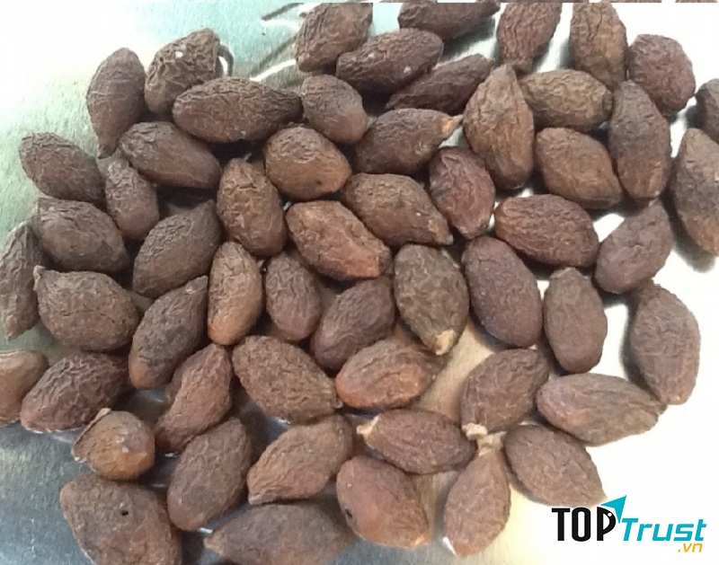 Hạt Đười Ươi bay