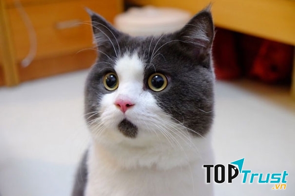 Việc chăm sóc cho một người bạn nhỏ cũng rất hữu ích trong việc giải tỏa stress, áp lực tâm lí.