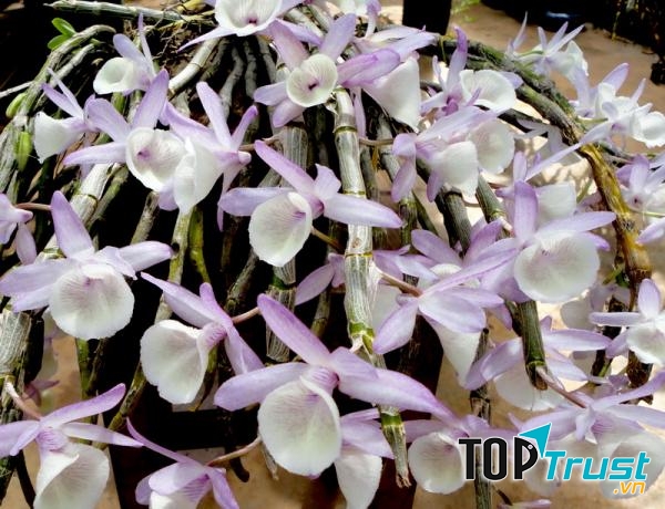 Phong lan hoàng thảo vôi