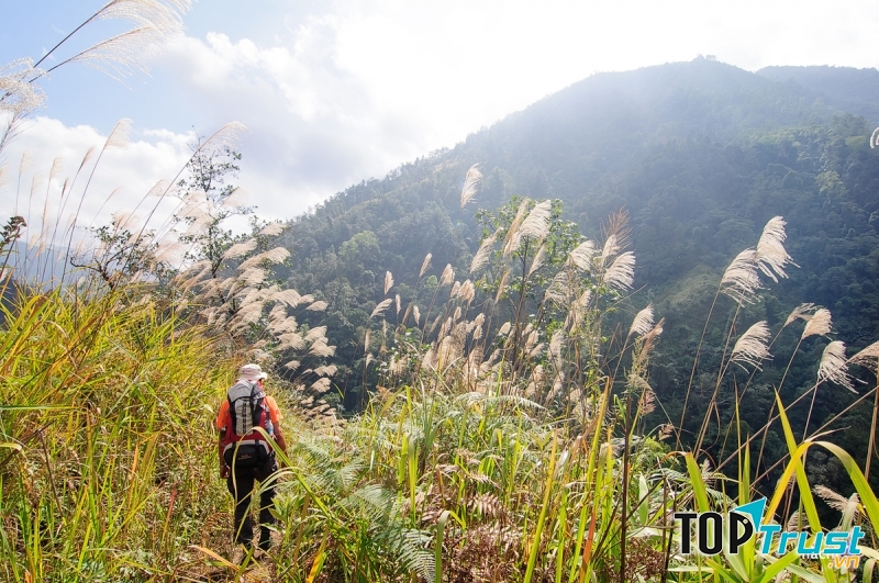 Vào mùa bông lau nở, bạn sẽ được chiêm ngưỡng những bông lau trắng muốt đung đưa trong gió.