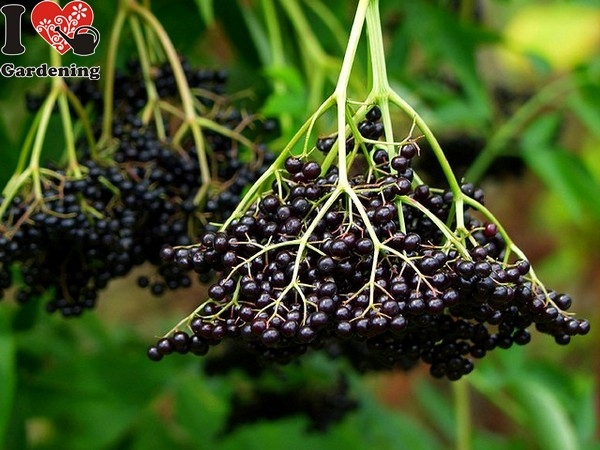 Hình ảnh quả Cây cơm cháy