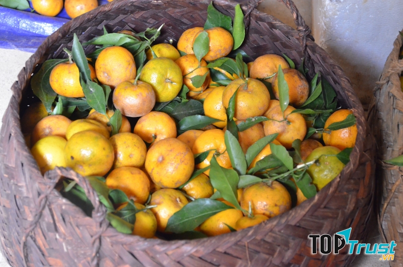 Quýt vàng Bắc Sơn 30.000 đồng/kg cho loại ngon