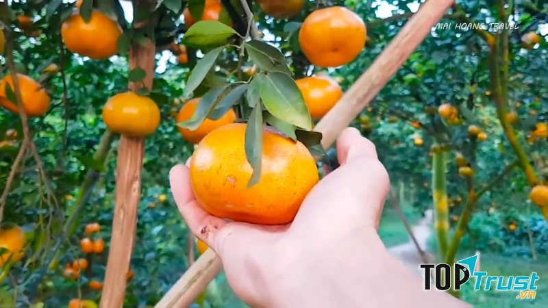 Quýt hồng  Lai Vung