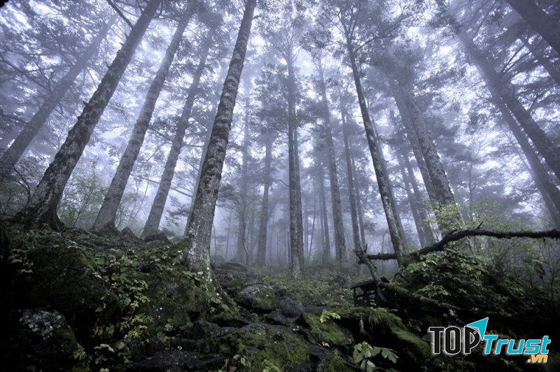 Rừng Thần Nông Giá, Trung Quốc