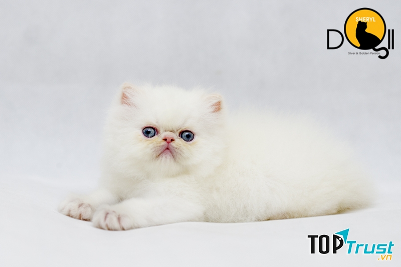 Trại mèo SheryDoll