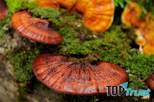 Nấm linh chi Hàn Quốc