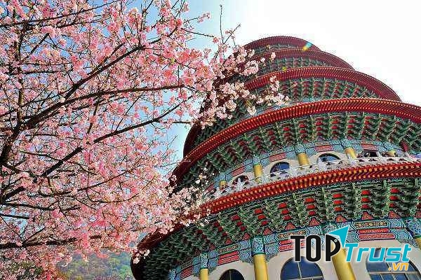 Bạn đến Đài Loan vì muốn ngắm hoa thì trung tuần tháng 2 là thời điểm muôn hoa khoe sắc