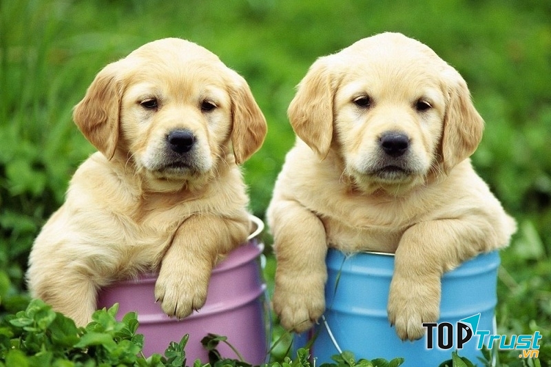 Đàn Golden sẽ xuất chuồng ngay sau Tết Đinh Dậu tại Thú Kiểng.