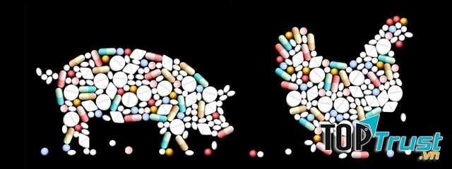 Lạm dụng kháng sinh trong chăn nuôi dẫn đến hình thành siêu vi khuẩn