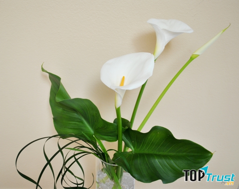 Thủy Vu được sử dụng khá nhiều trong việc trang trí