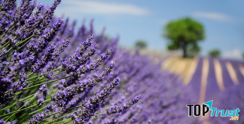 Cánh đồng Lavender trải dài tít tắp