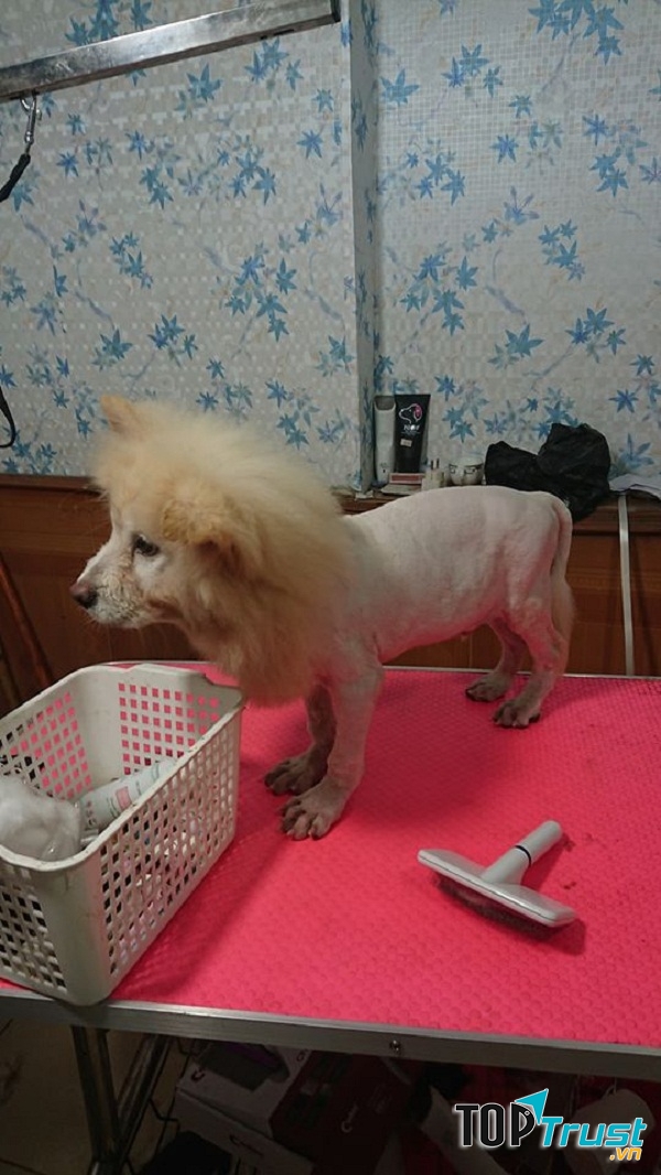 Mình có giống sư tử không nhỉ?