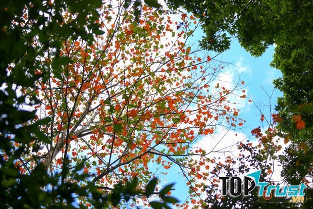 Những cành lá phong nổi bật giữa một khoảng trời thu