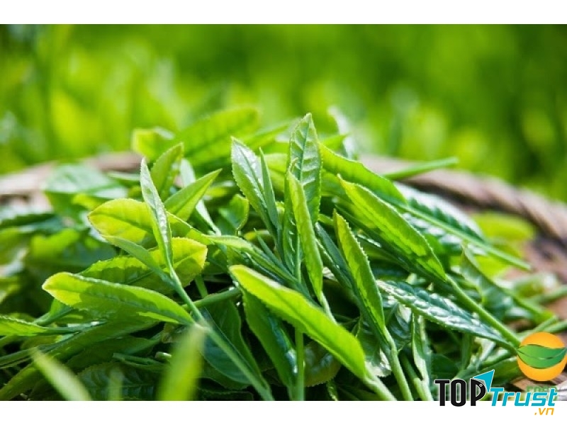 Trà xanh trị rụng tóc