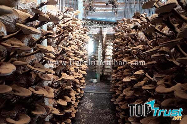 Vườn nấm linh chi Tiên Thảo