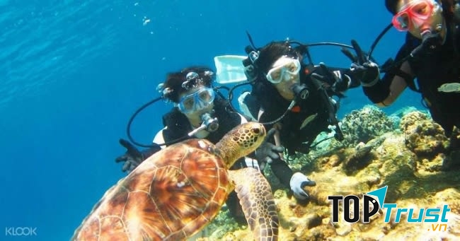 Trải Nghiệm Câu Cá Lặn Biển Ngắm San Hô Tại Vịnh Nha Trang