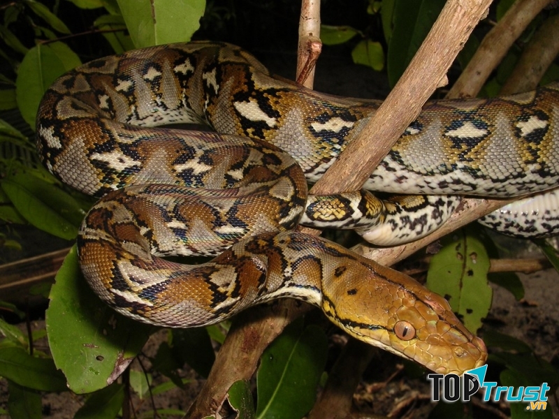 Loài trăn Gấm quý hiếm