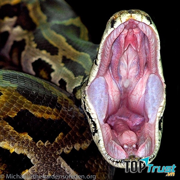 Titanoboa loài trăn khổng lồ nhất thế giới