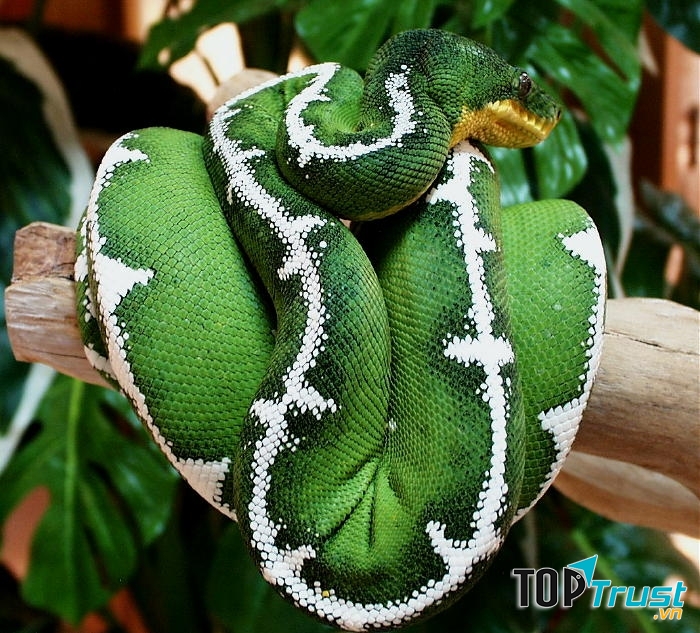 Trăn xanh Amazon vùng Nam Mỹ