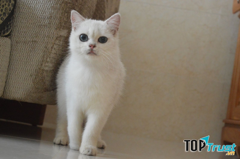 Trang trại chó mèo Bảo Sinh