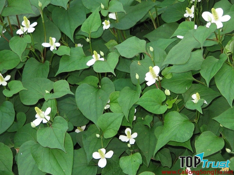 Trị chứng trẻ lên sởi bằng rau diếp cá